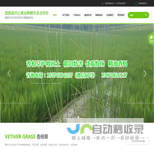 江西香根草网